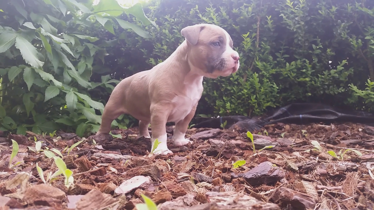 American Bully Kennel The Falcon - Lionheart Bloodline