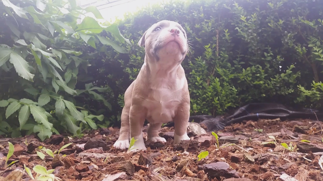 American Bully Kennel The Falcon - Lionheart Bloodline