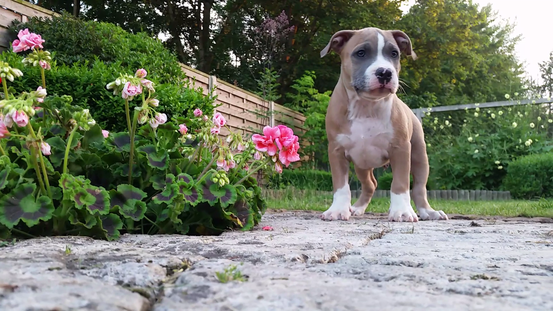 American Bully Kennel The Falcon - Lionheart Bloodline