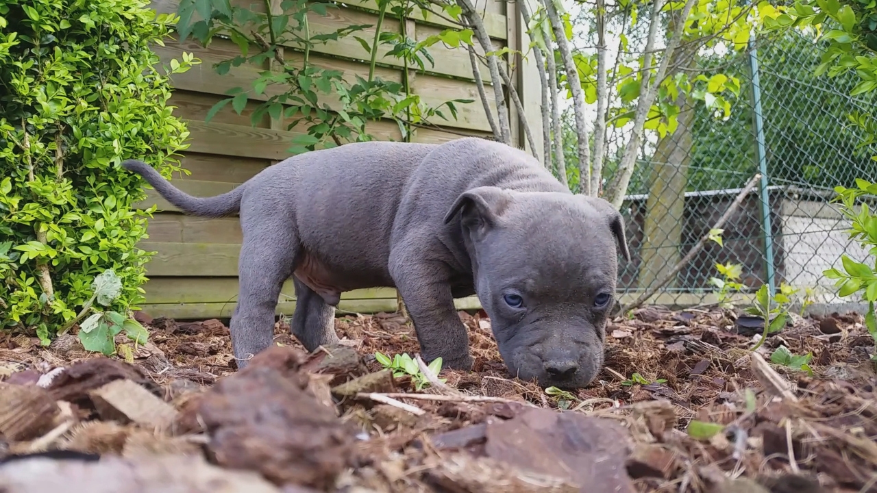 American Bully Kennel The Falcon - Lionheart Bloodline