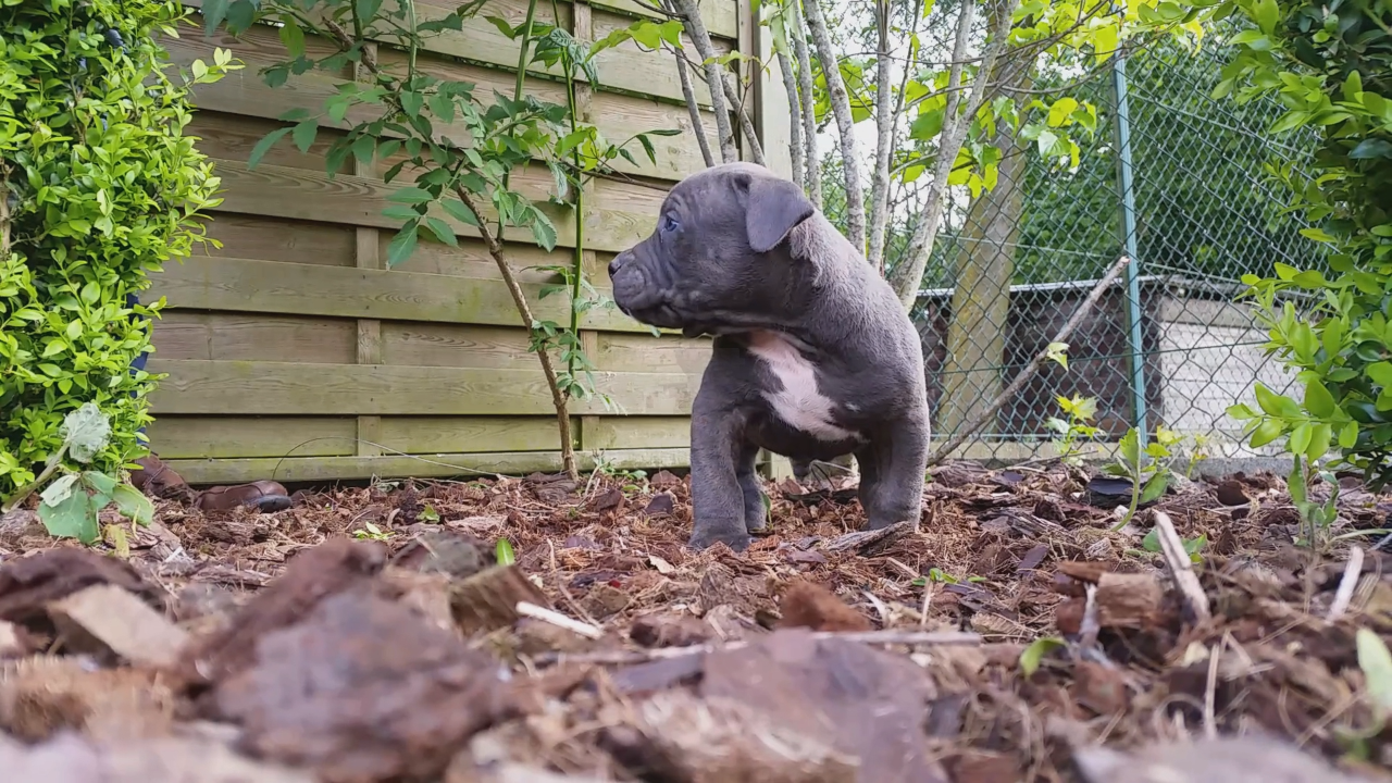 American Bully Kennel The Falcon - Lionheart Bloodline