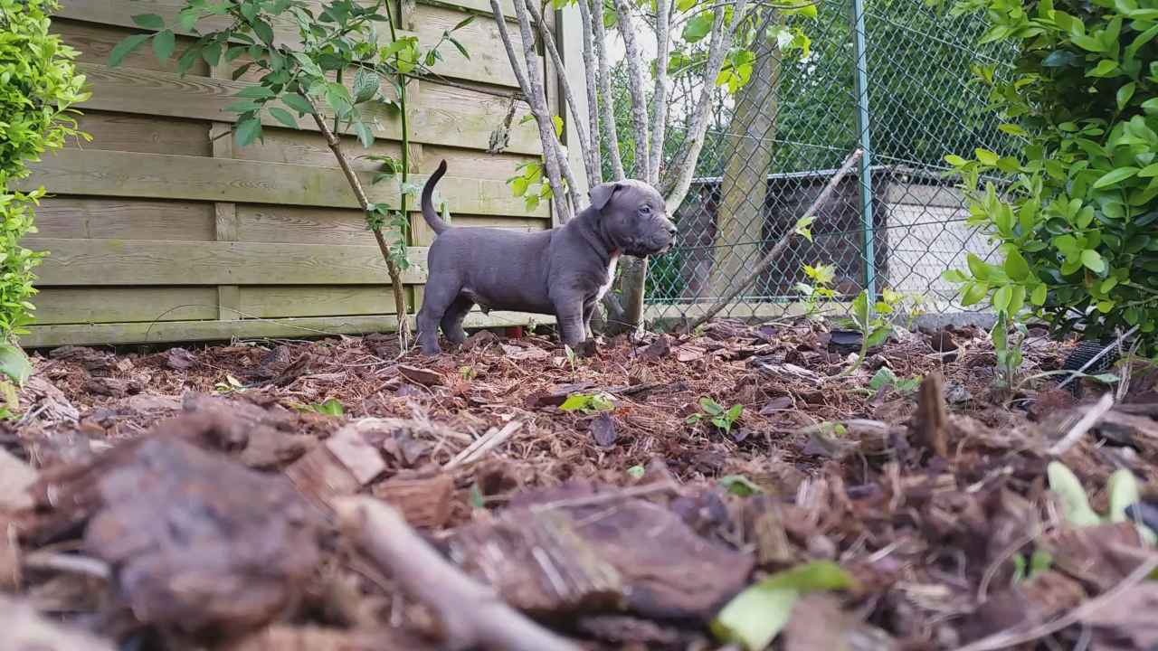 American Bully Kennel The Falcon - Lionheart Bloodline