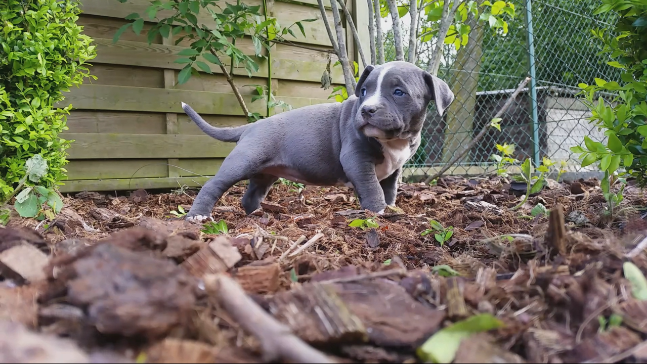 American Bully Kennel The Falcon - Lionheart Bloodline