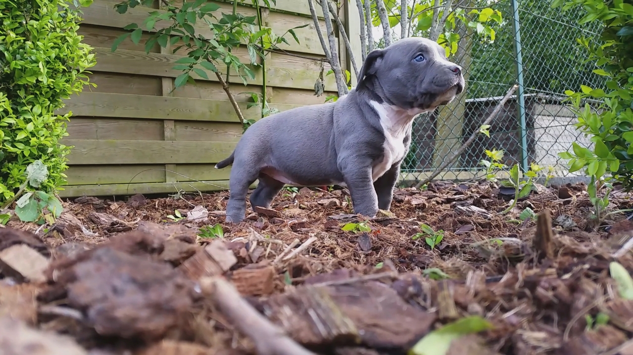 American Bully Kennel The Falcon - Lionheart Bloodline