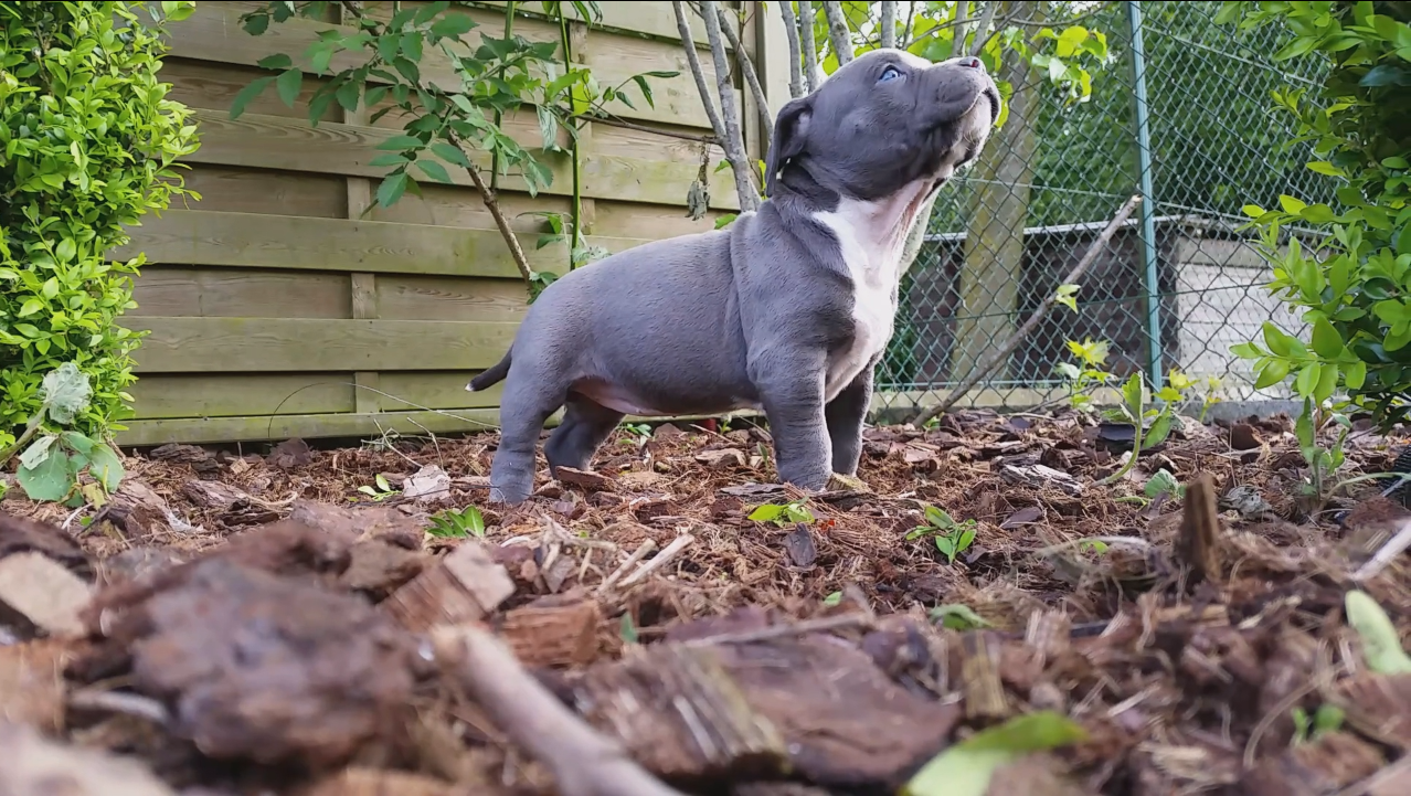 American Bully Kennel The Falcon - Lionheart Bloodline