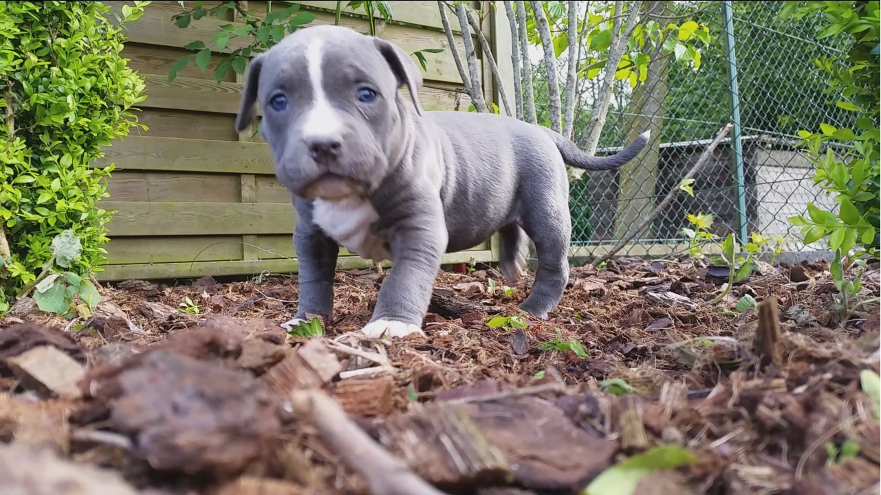 American Bully Kennel The Falcon - Lionheart Bloodline