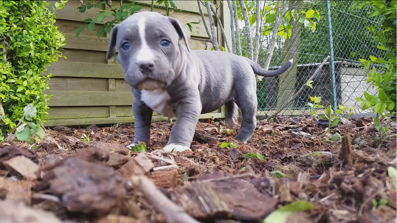 American Bully Kennel The Falcon - Lionheart Bloodline