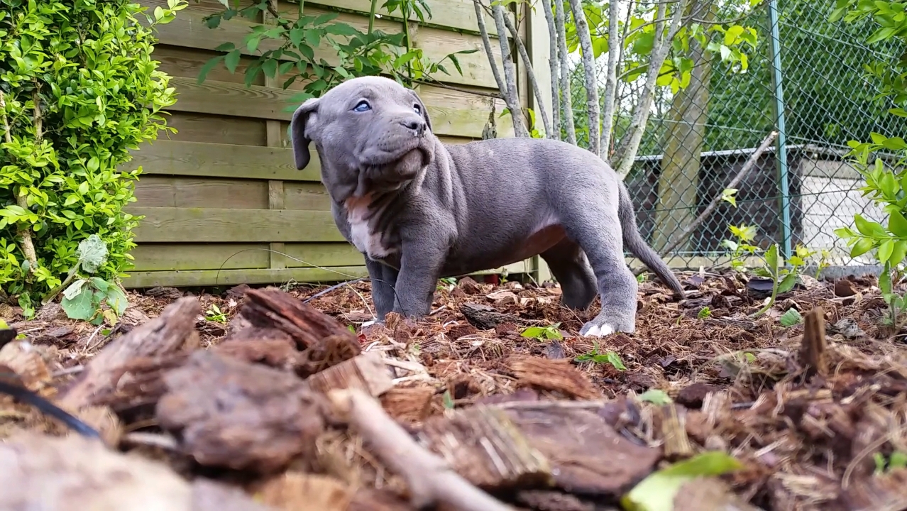 American Bully Kennel The Falcon - Lionheart Bloodline