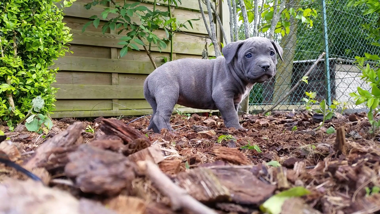 American Bully Kennel The Falcon - Lionheart Bloodline