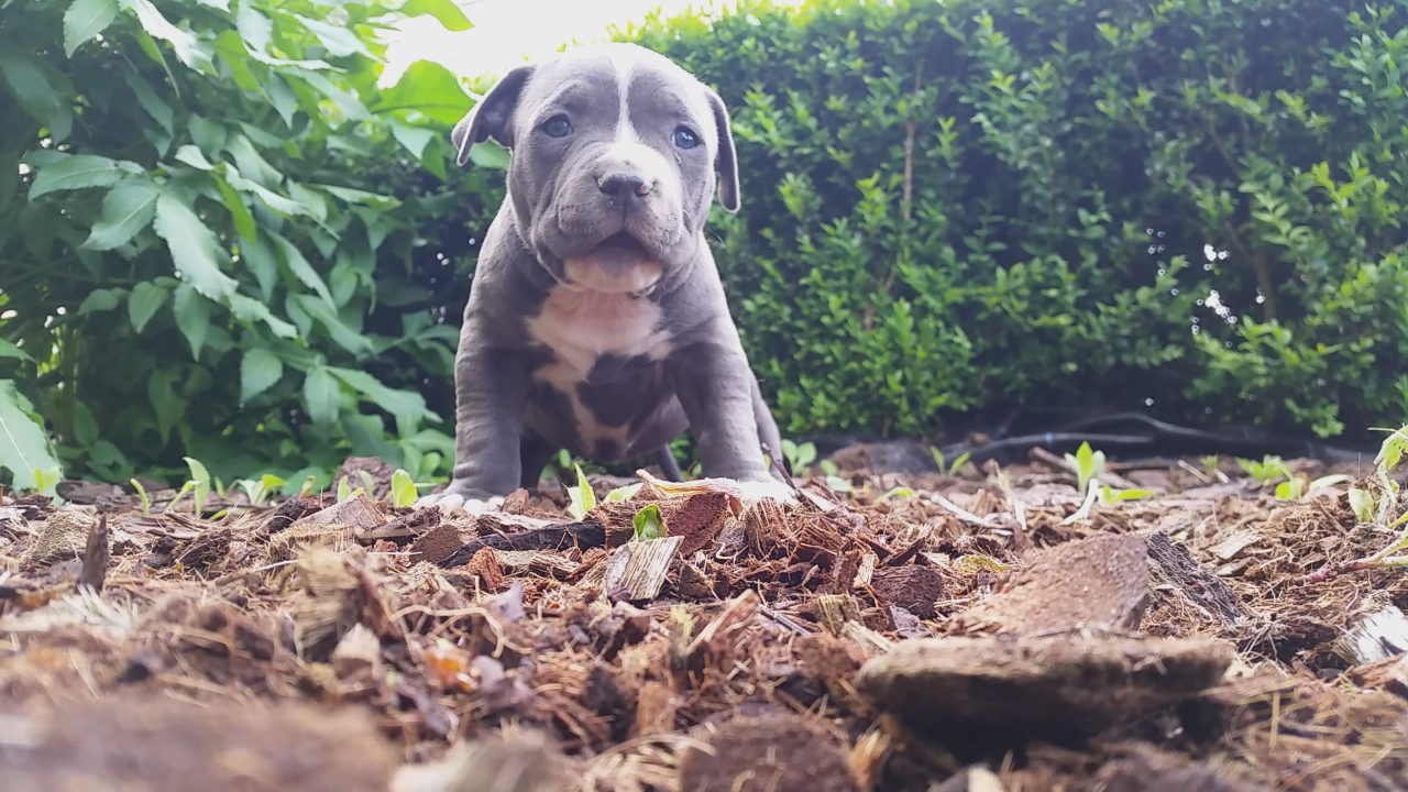 American Bully Kennel The Falcon - Lionheart Bloodline