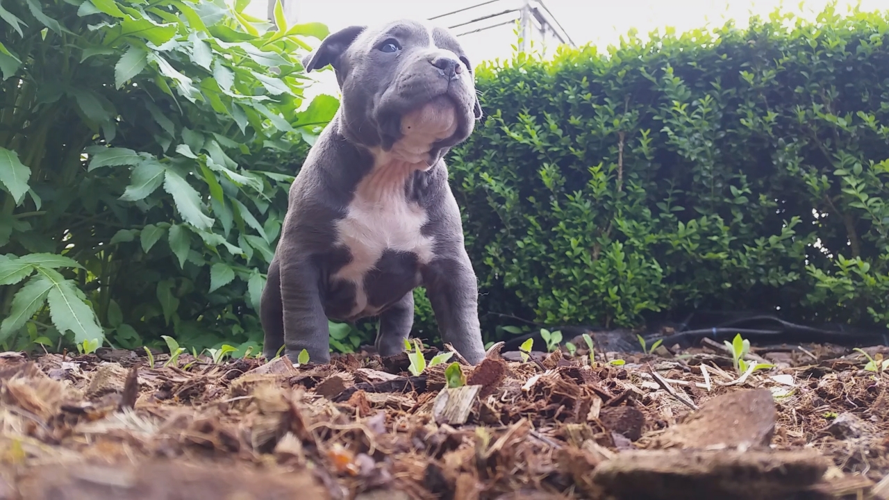 American Bully Kennel The Falcon - Lionheart Bloodline