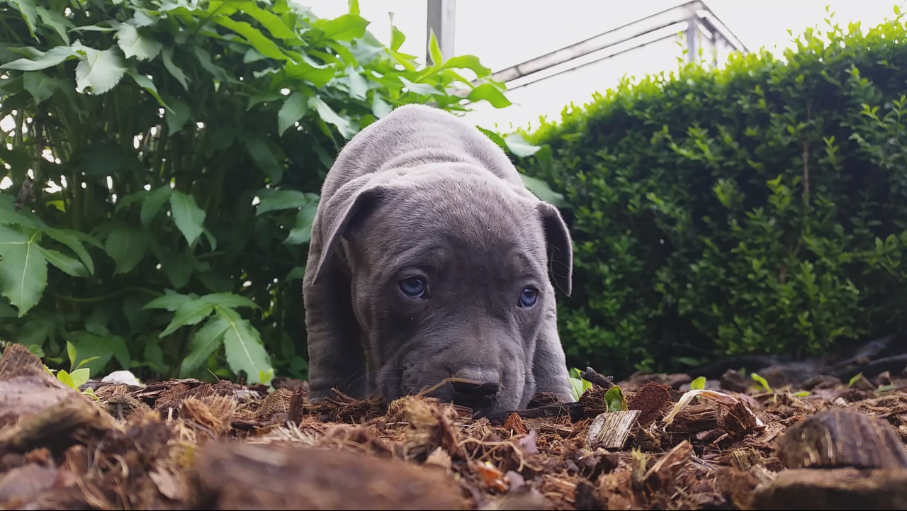 American Bully Kennel The Falcon - Lionheart Bloodline