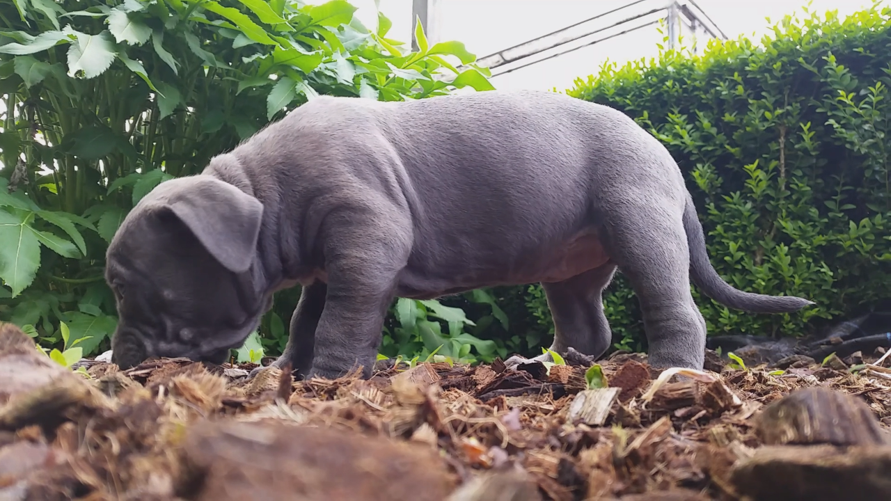 American Bully Kennel The Falcon - Lionheart Bloodline