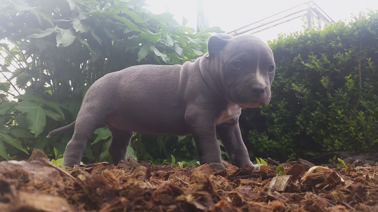 American Bully Kennel The Falcon - Lionheart Bloodline