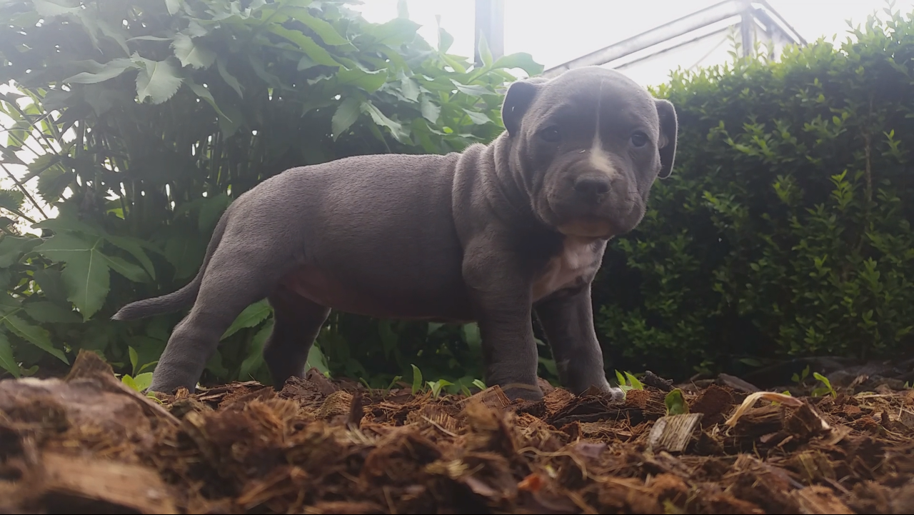 American Bully Kennel The Falcon - Lionheart Bloodline