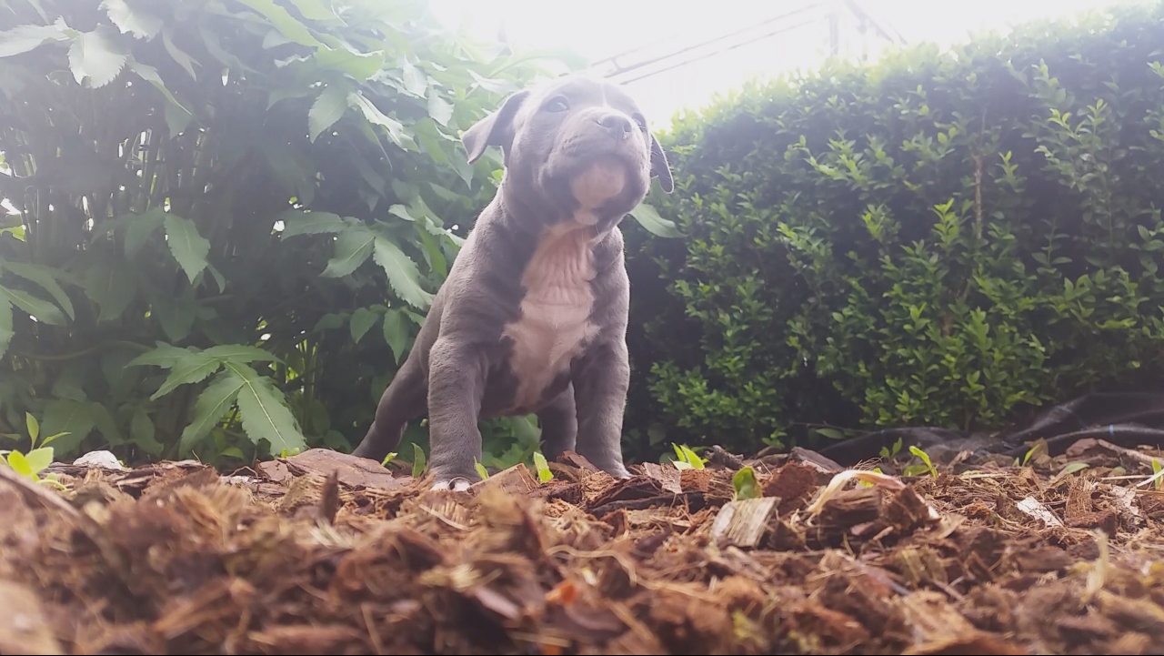 American Bully Kennel The Falcon - Lionheart Bloodline