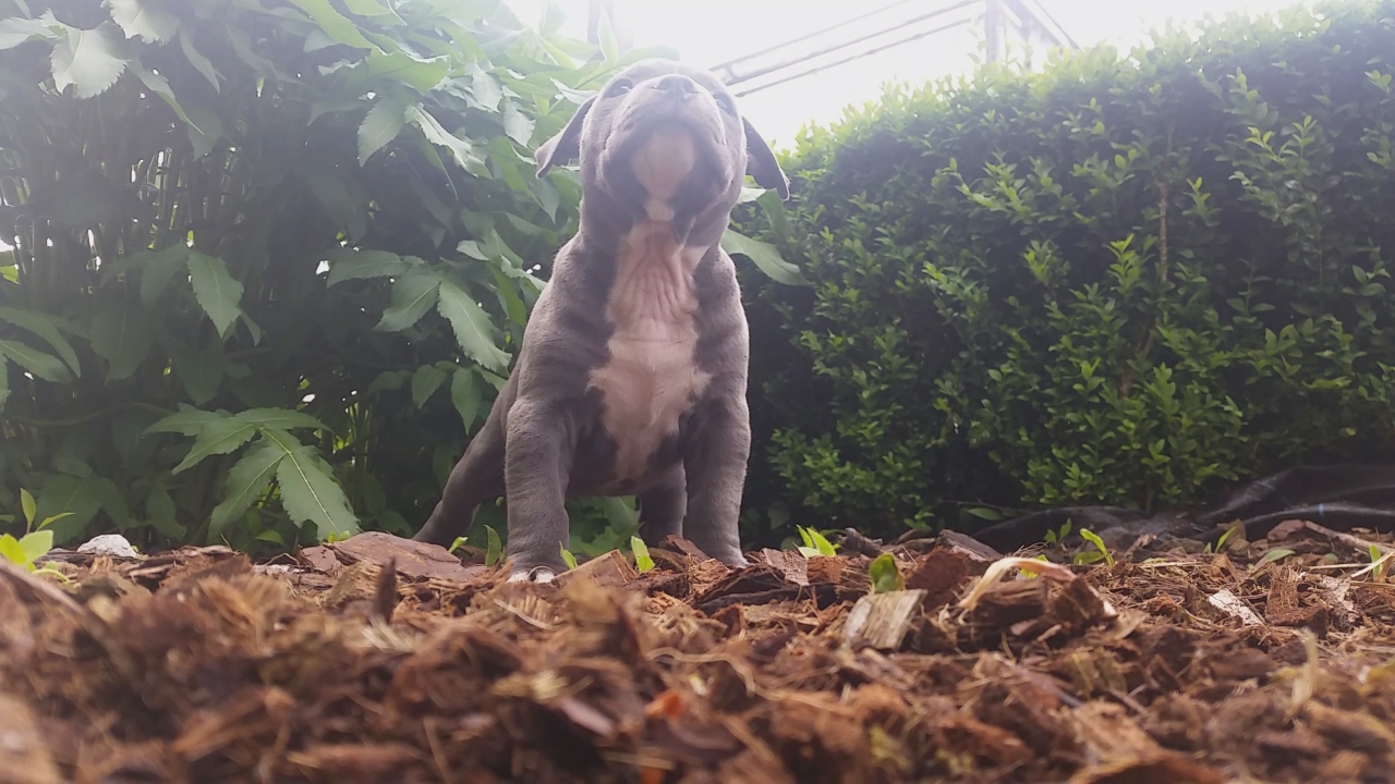 American Bully Kennel The Falcon - Lionheart Bloodline