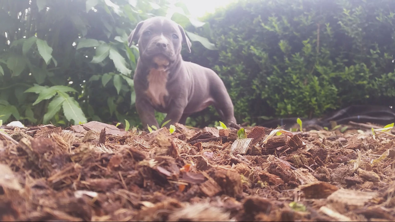 American Bully Kennel The Falcon - Lionheart Bloodline