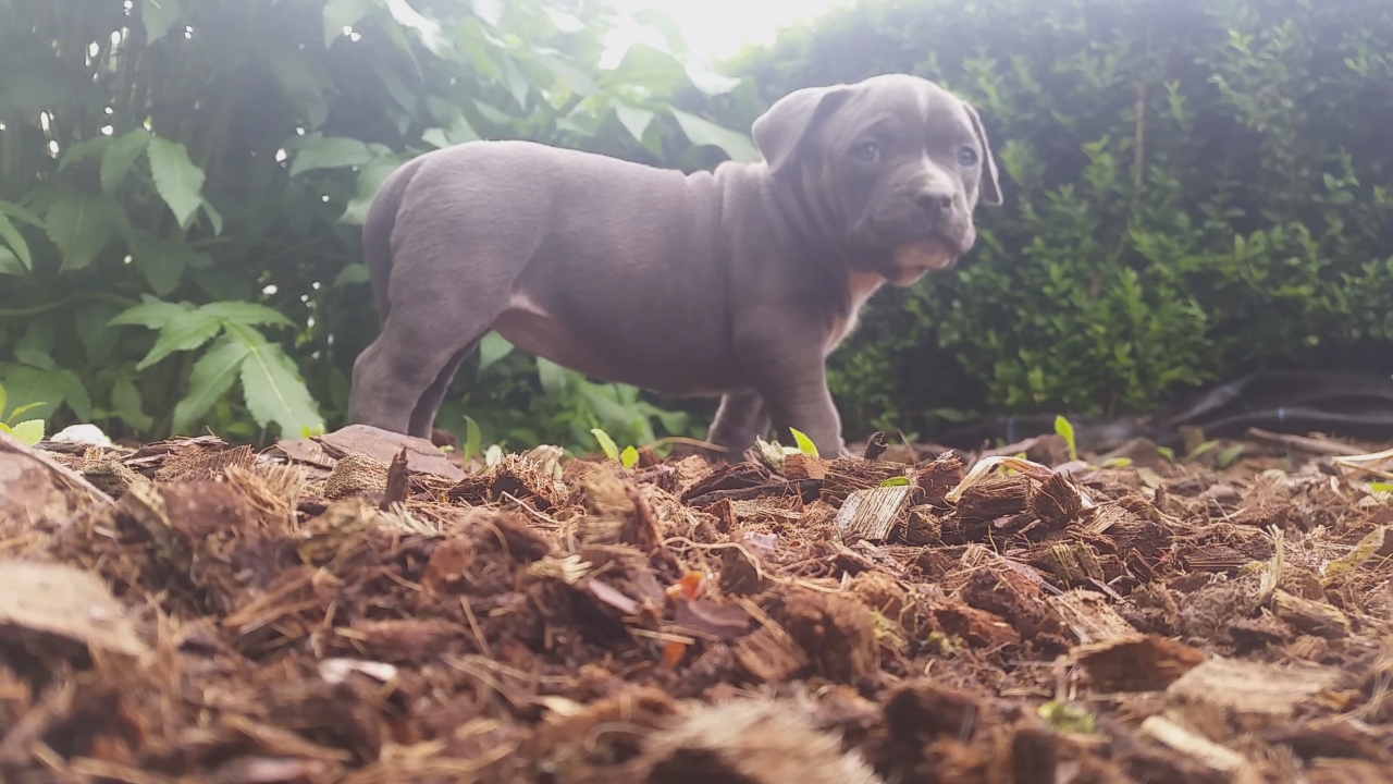 American Bully Kennel The Falcon - Lionheart Bloodline