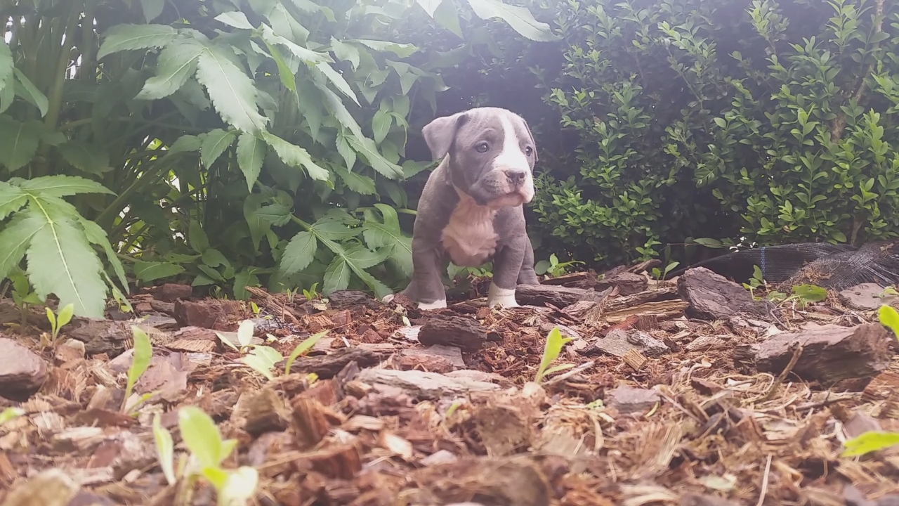 American Bully Kennel The Falcon - Lionheart Bloodline