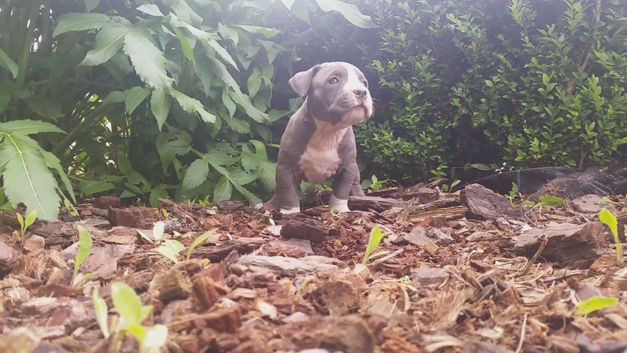 American Bully Kennel The Falcon - Lionheart Bloodline