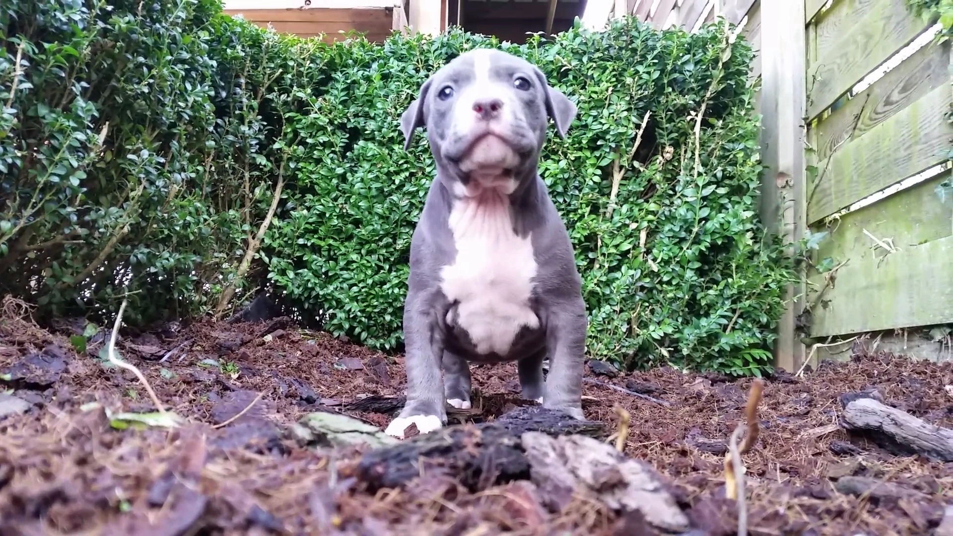 American Bully Kennel The Falcon - Lionheart Bloodline