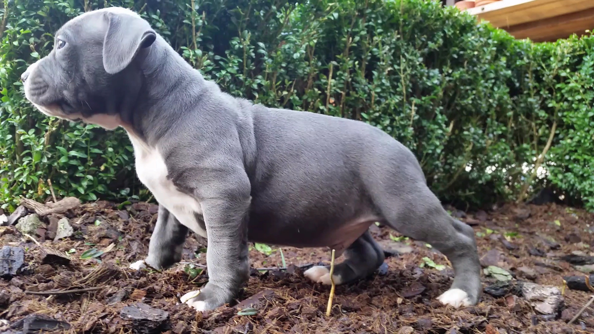 American Bully Kennel The Falcon - Lionheart Bloodline