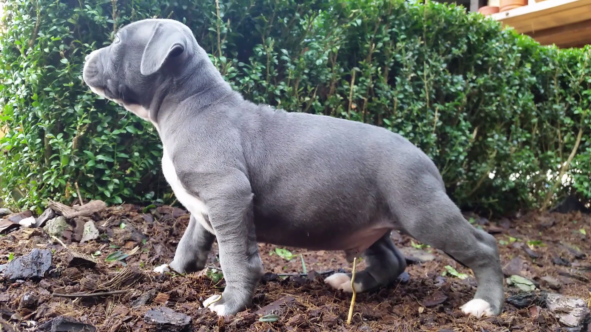 American Bully Kennel The Falcon - Lionheart Bloodline