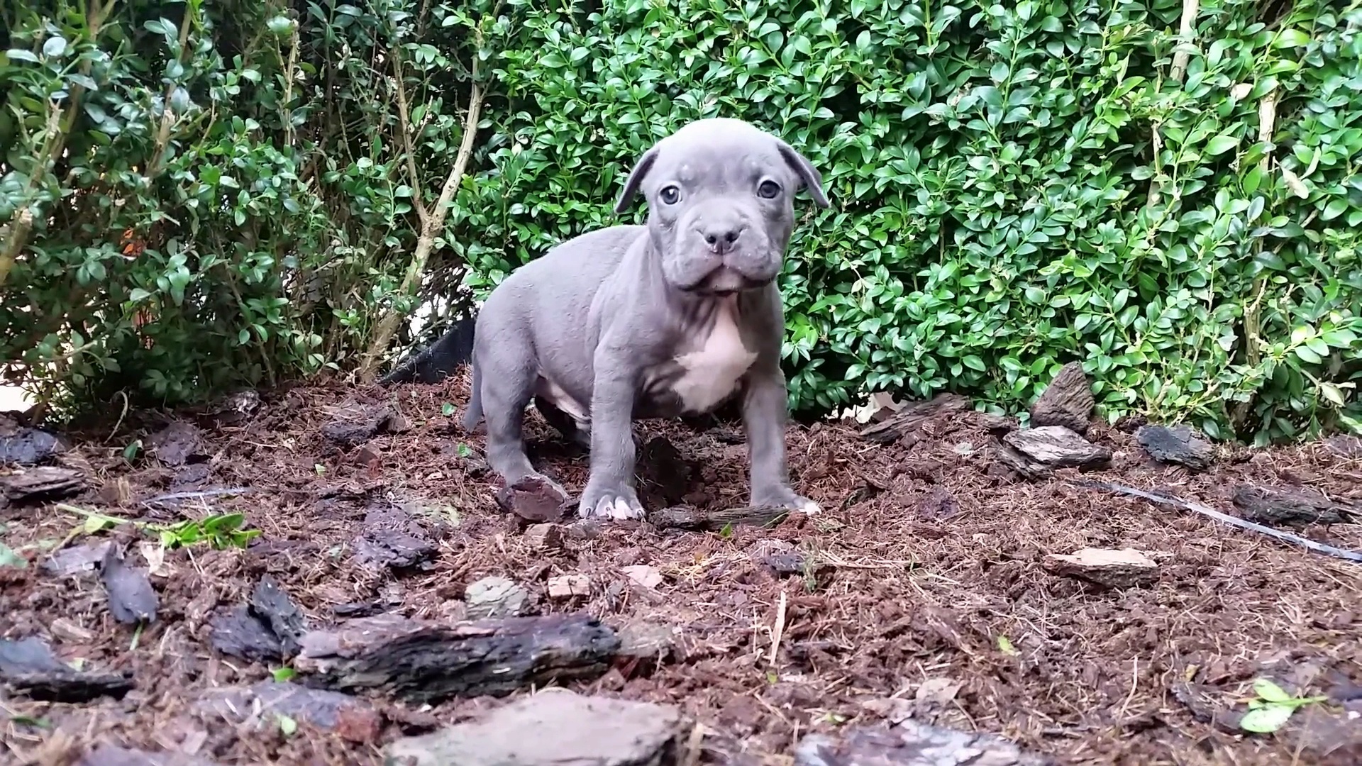 American Bully Kennel The Falcon - Lionheart Bloodline