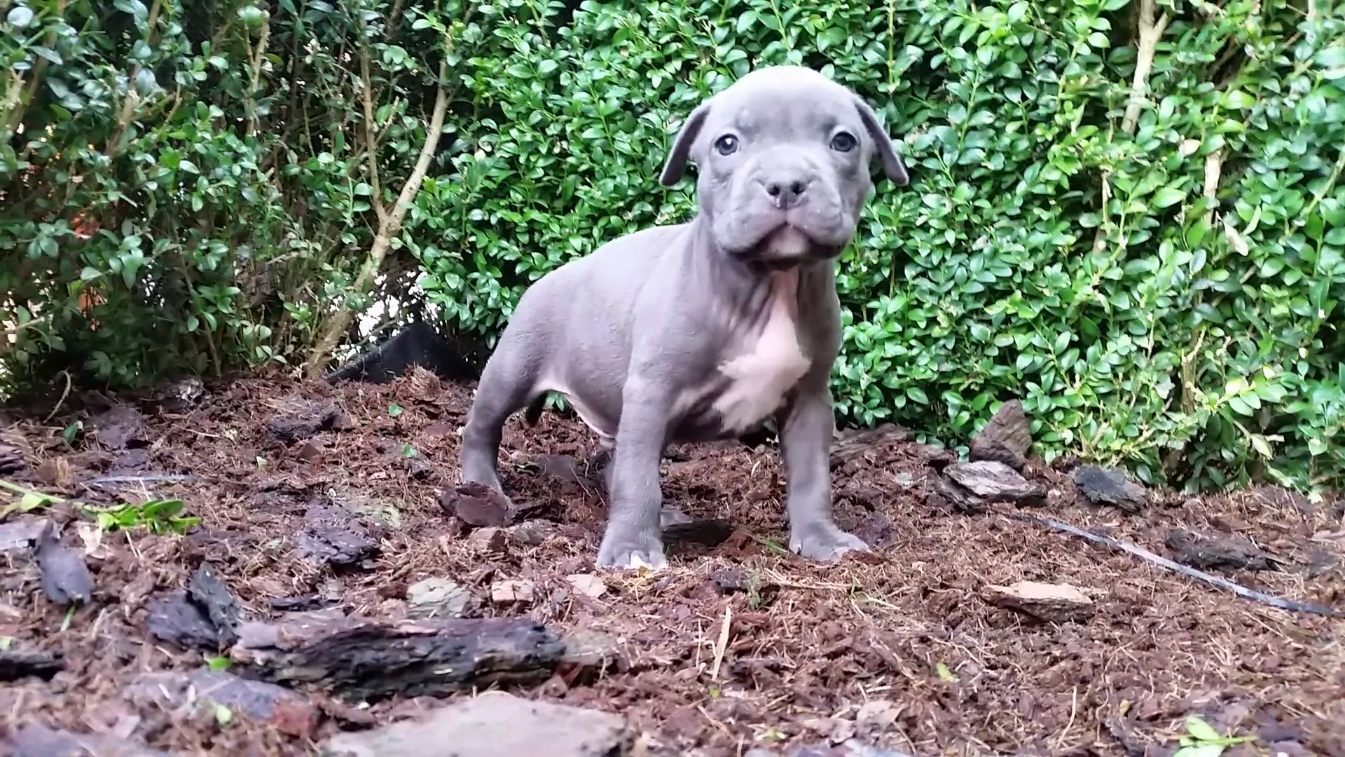 American Bully Kennel The Falcon - Lionheart Bloodline