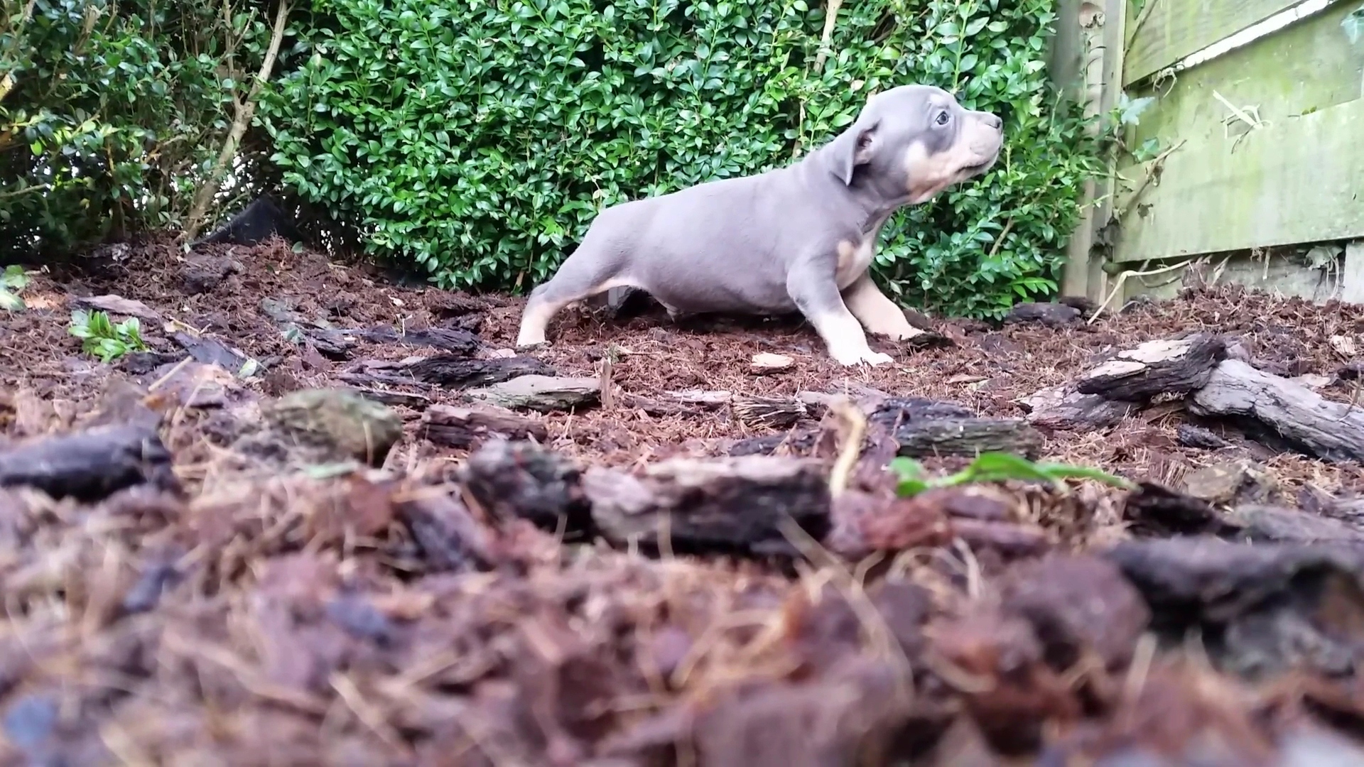 American Bully Kennel The Falcon - Lionheart Bloodline