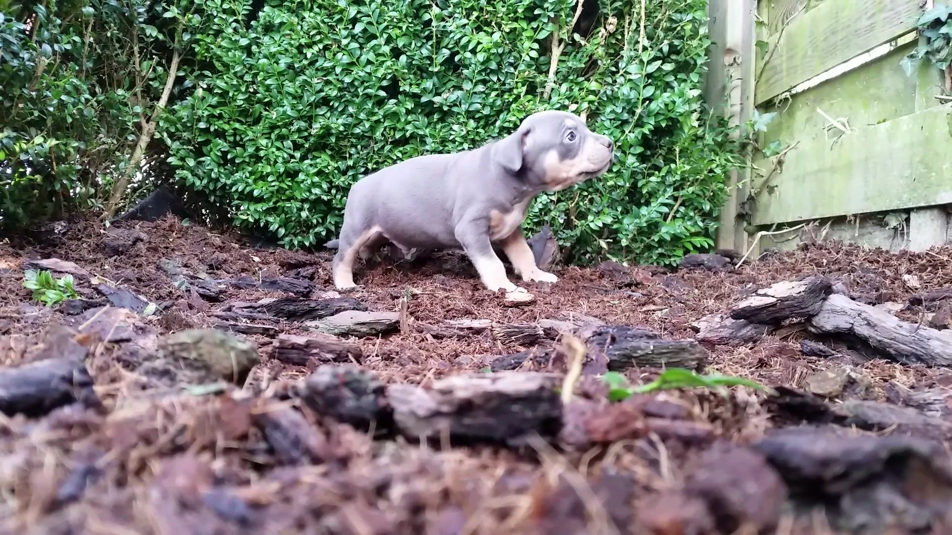 American Bully Kennel The Falcon - Lionheart Bloodline