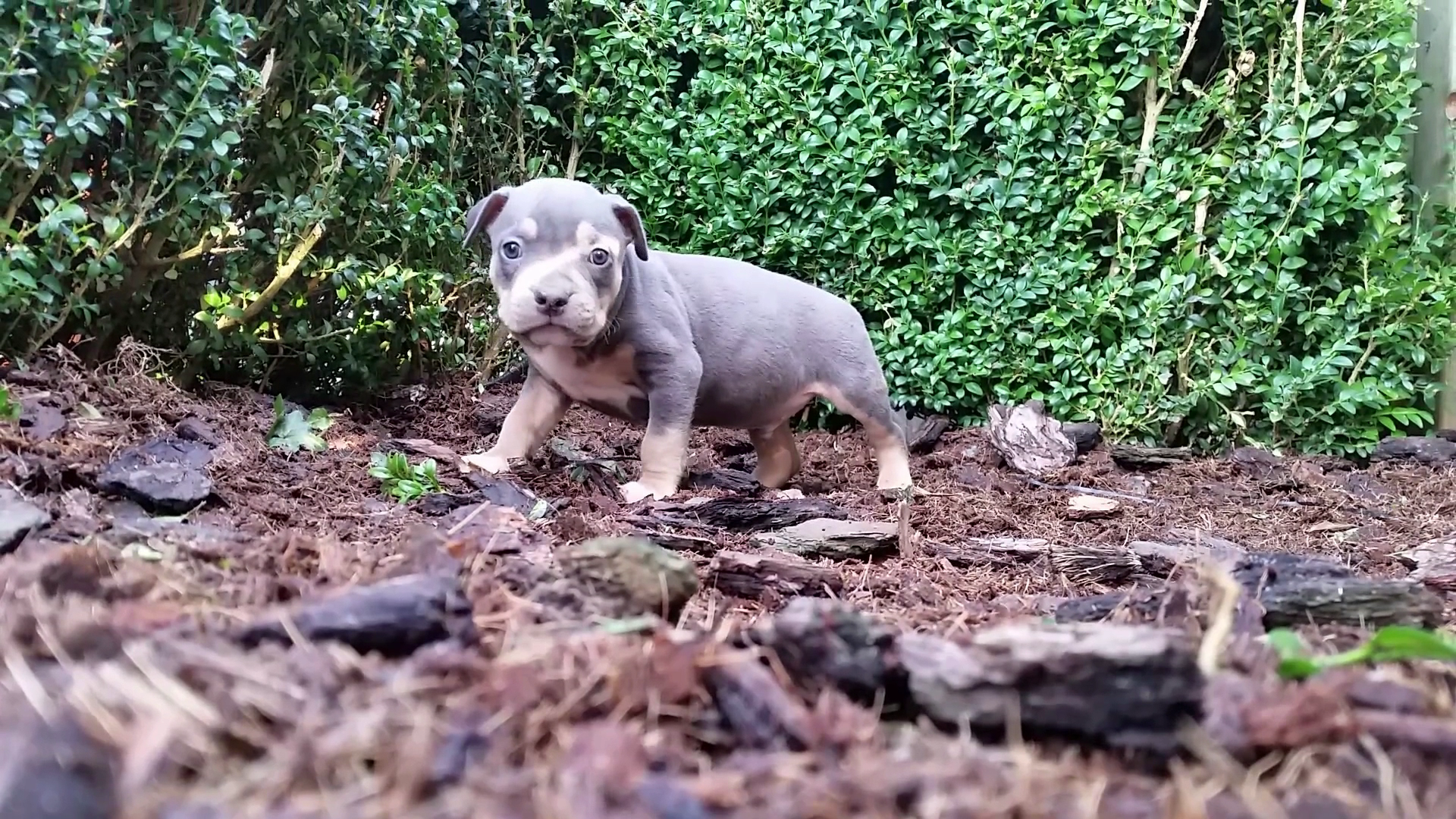 American Bully Kennel The Falcon - Lionheart Bloodline