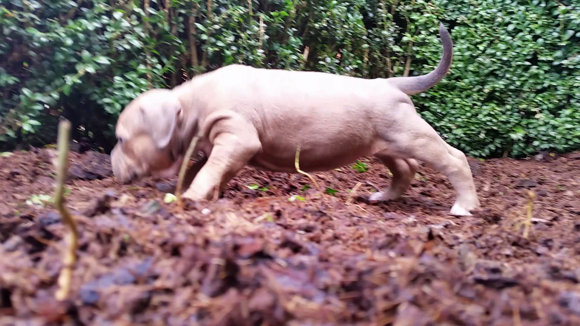 American Bully Kennel The Falcon - Lionheart Bloodline