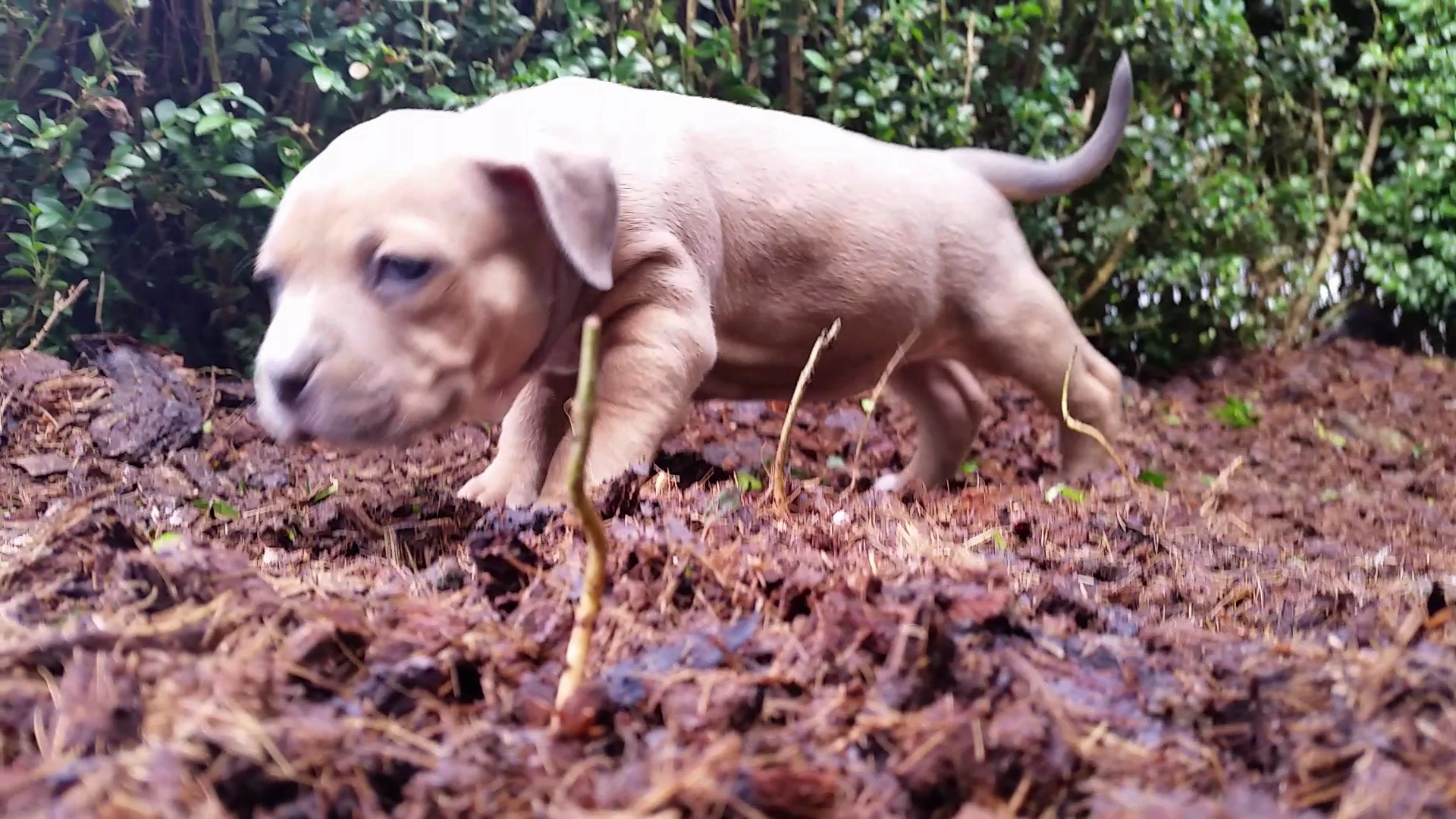 American Bully Kennel The Falcon - Lionheart Bloodline