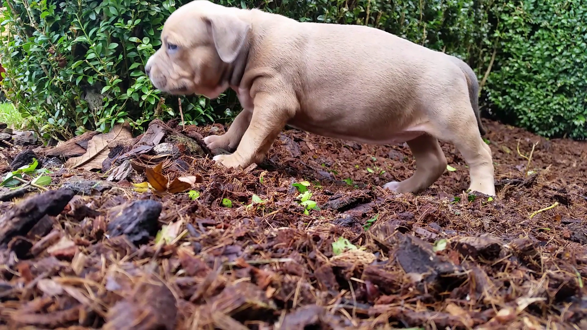 American Bully Kennel The Falcon - Lionheart Bloodline