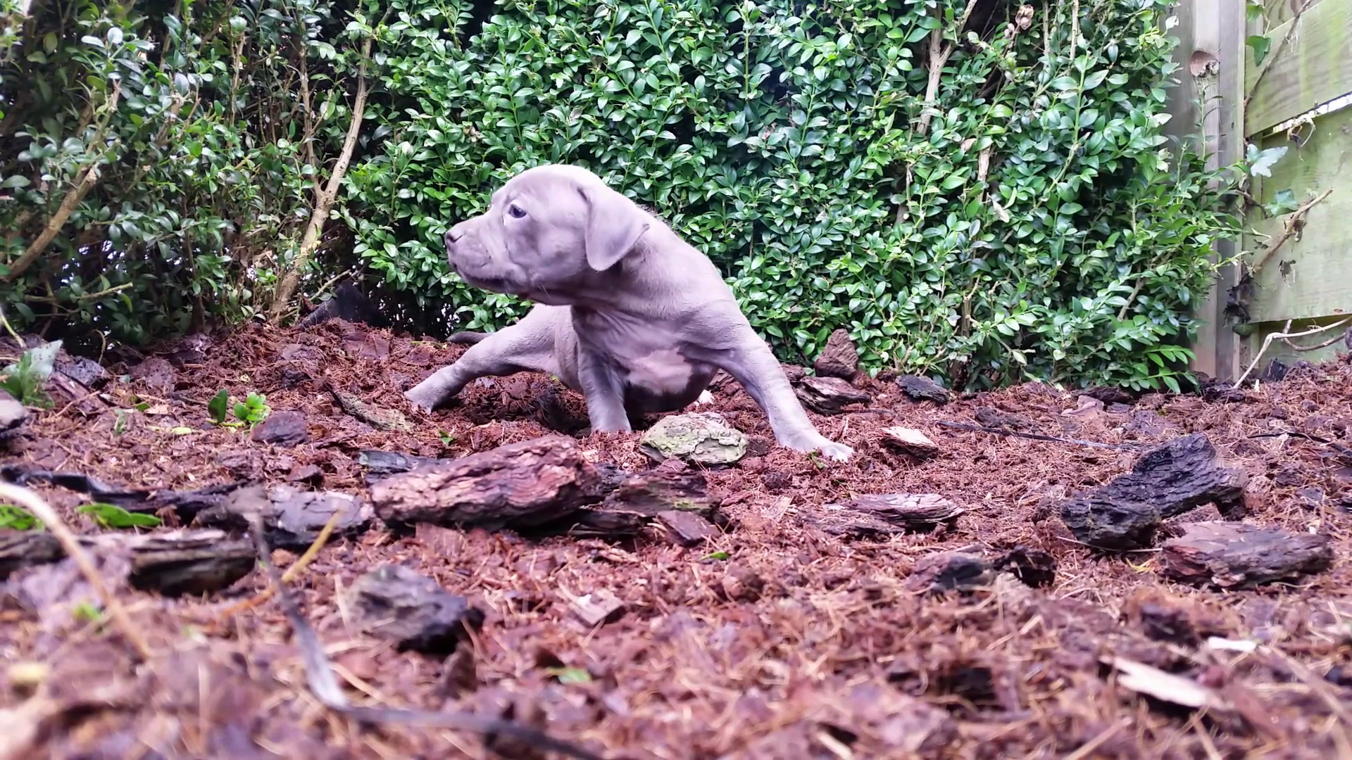 American Bully Kennel The Falcon - Lionheart Bloodline