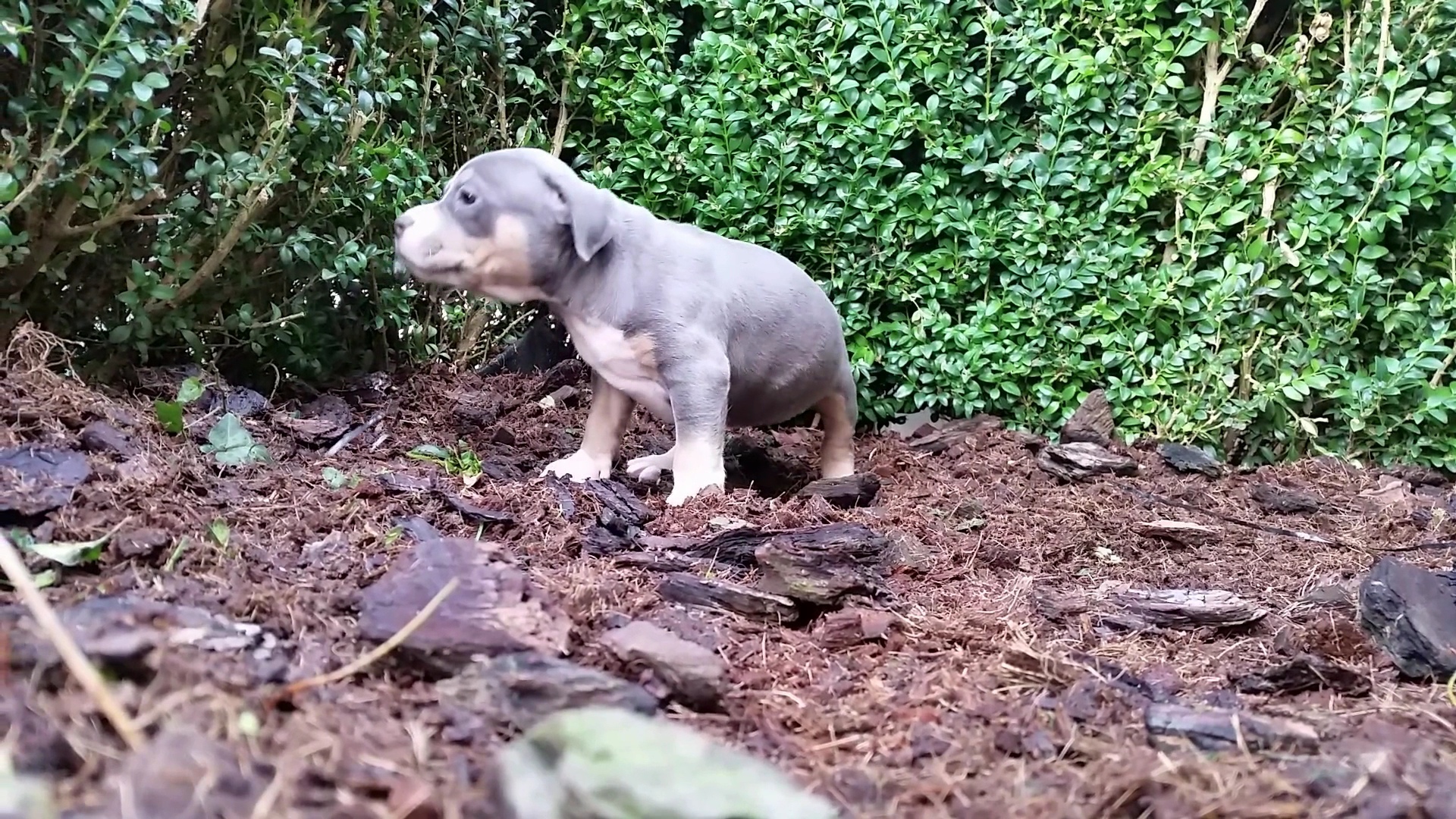 American Bully Kennel The Falcon - Lionheart Bloodline