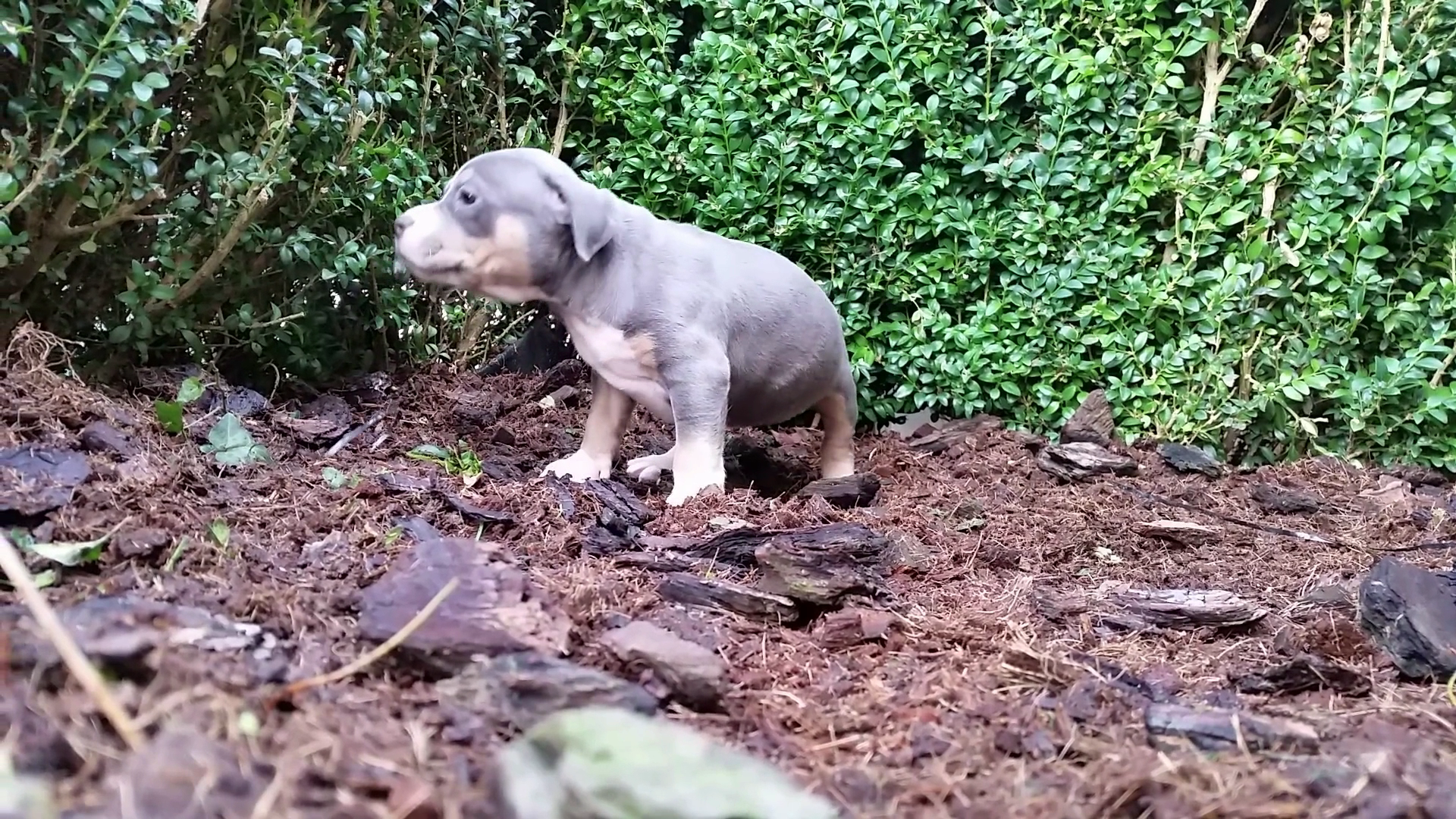 American Bully Kennel The Falcon - Lionheart Bloodline