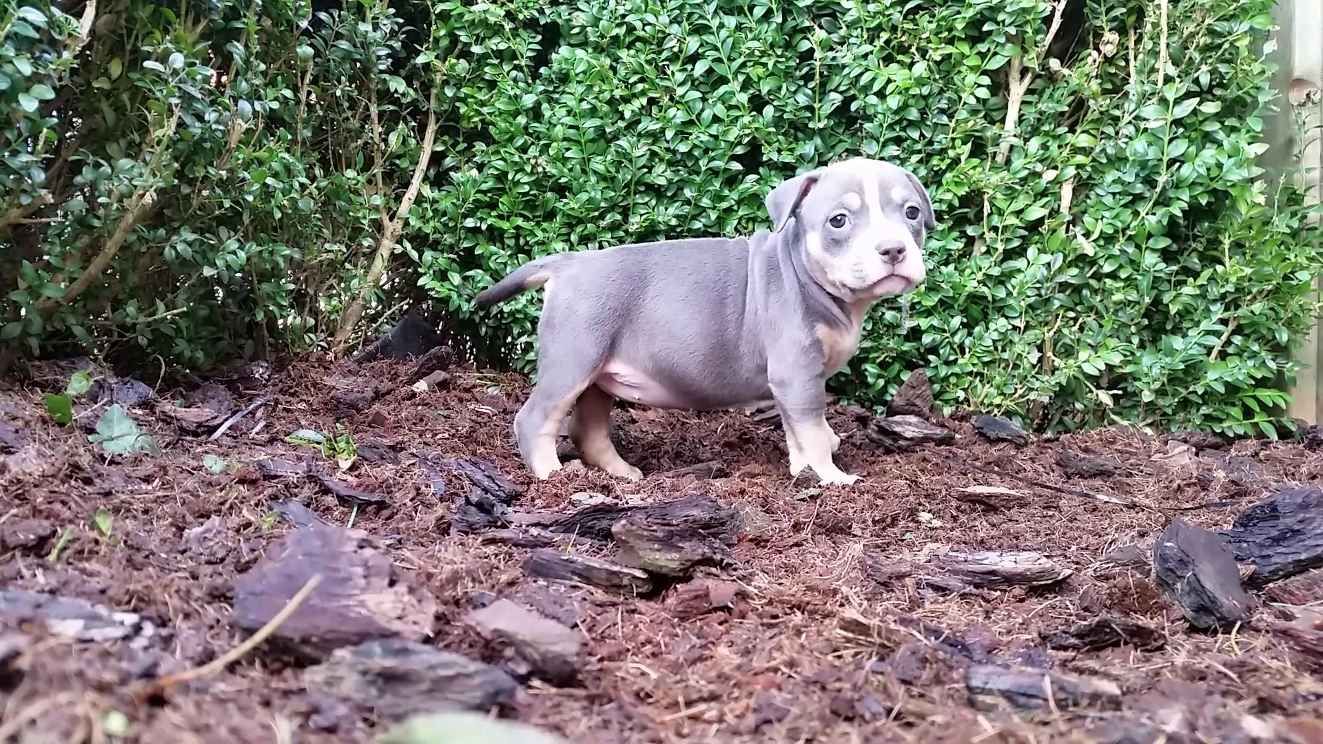 American Bully Kennel The Falcon - Lionheart Bloodline