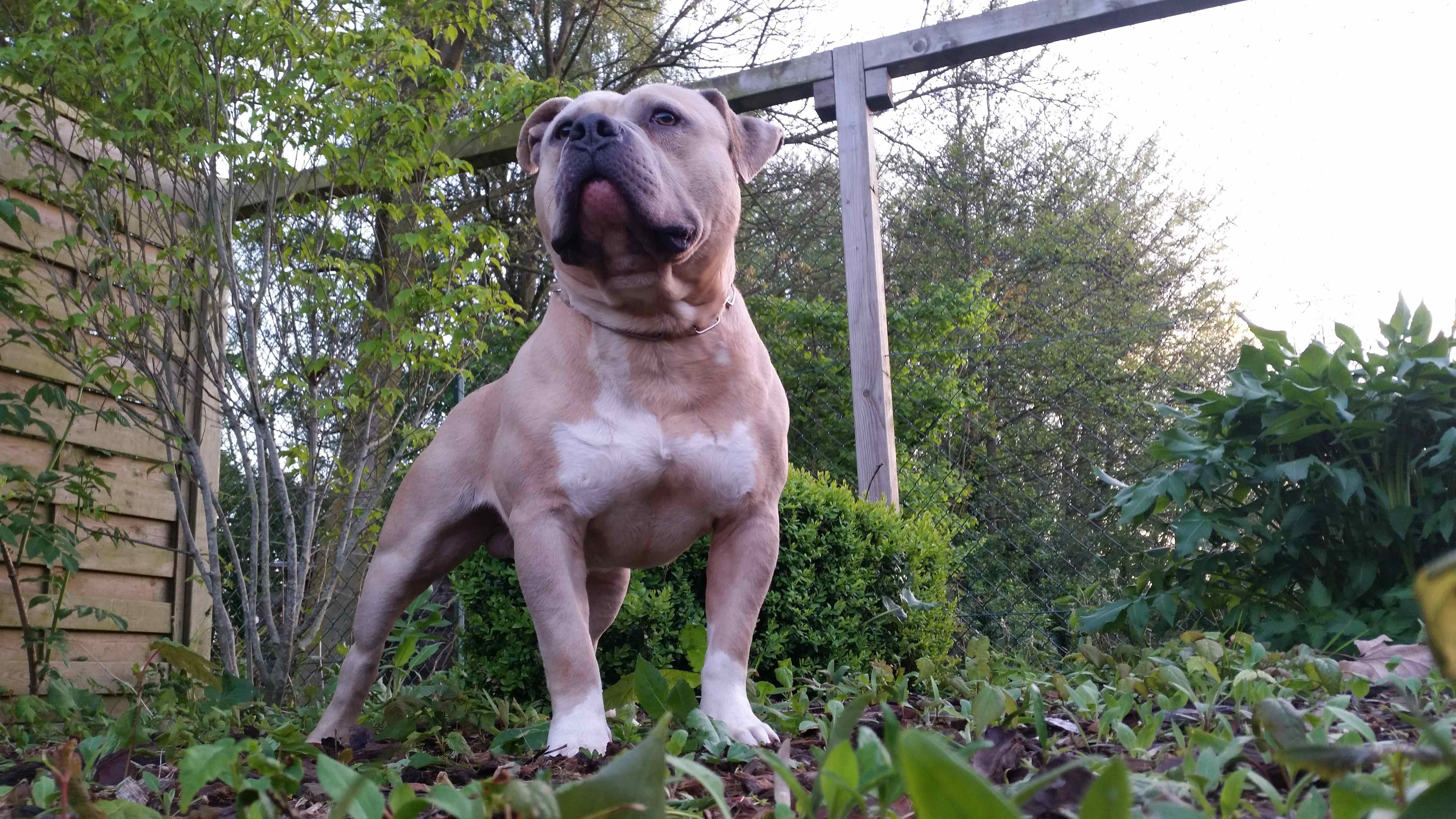 American Bully Kennel The Falcon Lionheart Bloodline Mailo