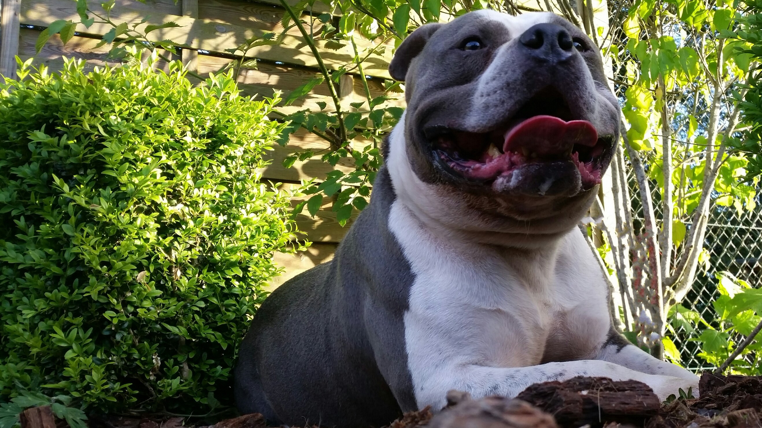 American Bully Lionheart Bloodline