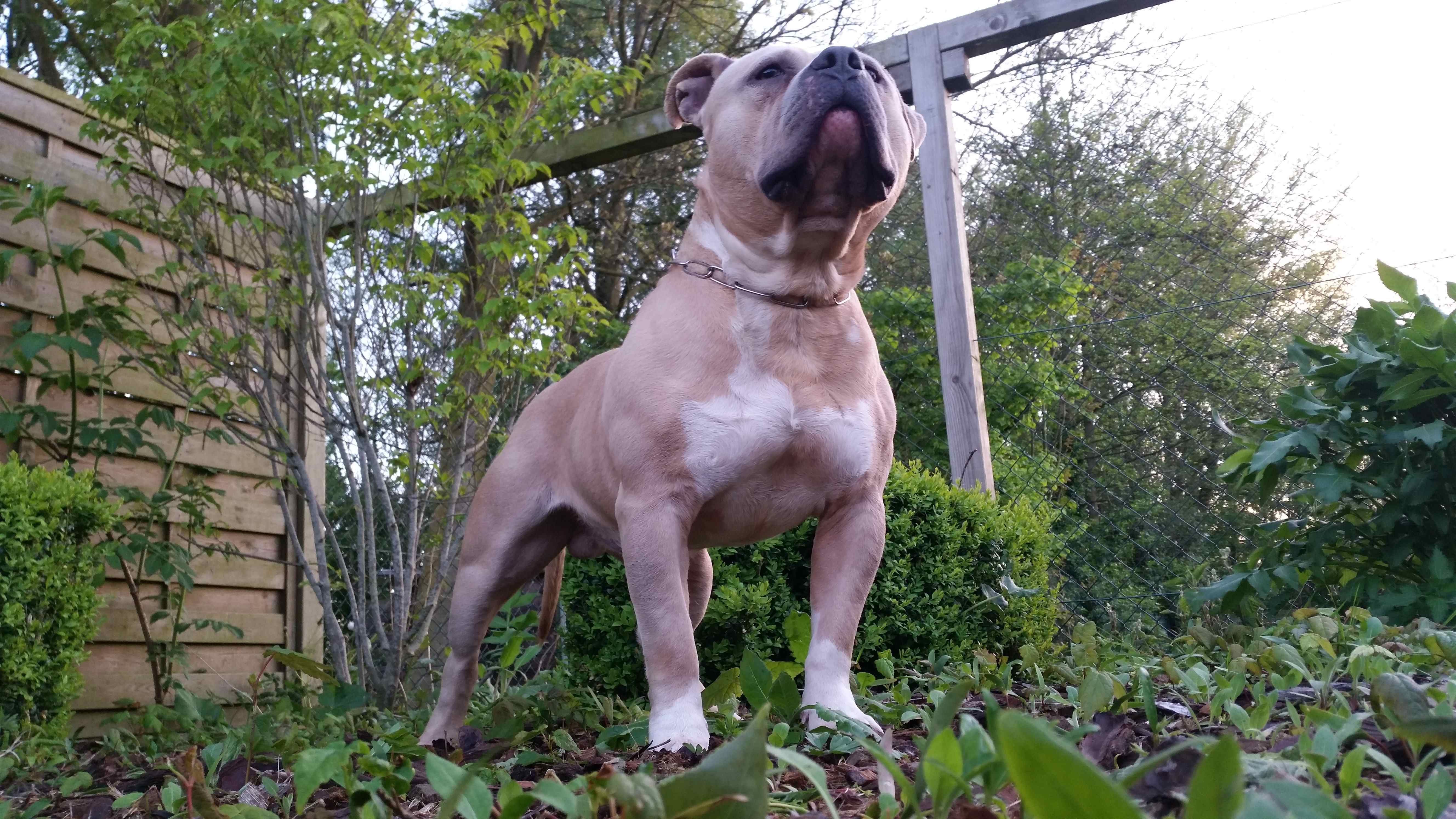 American Bully Lionheart Bloodline