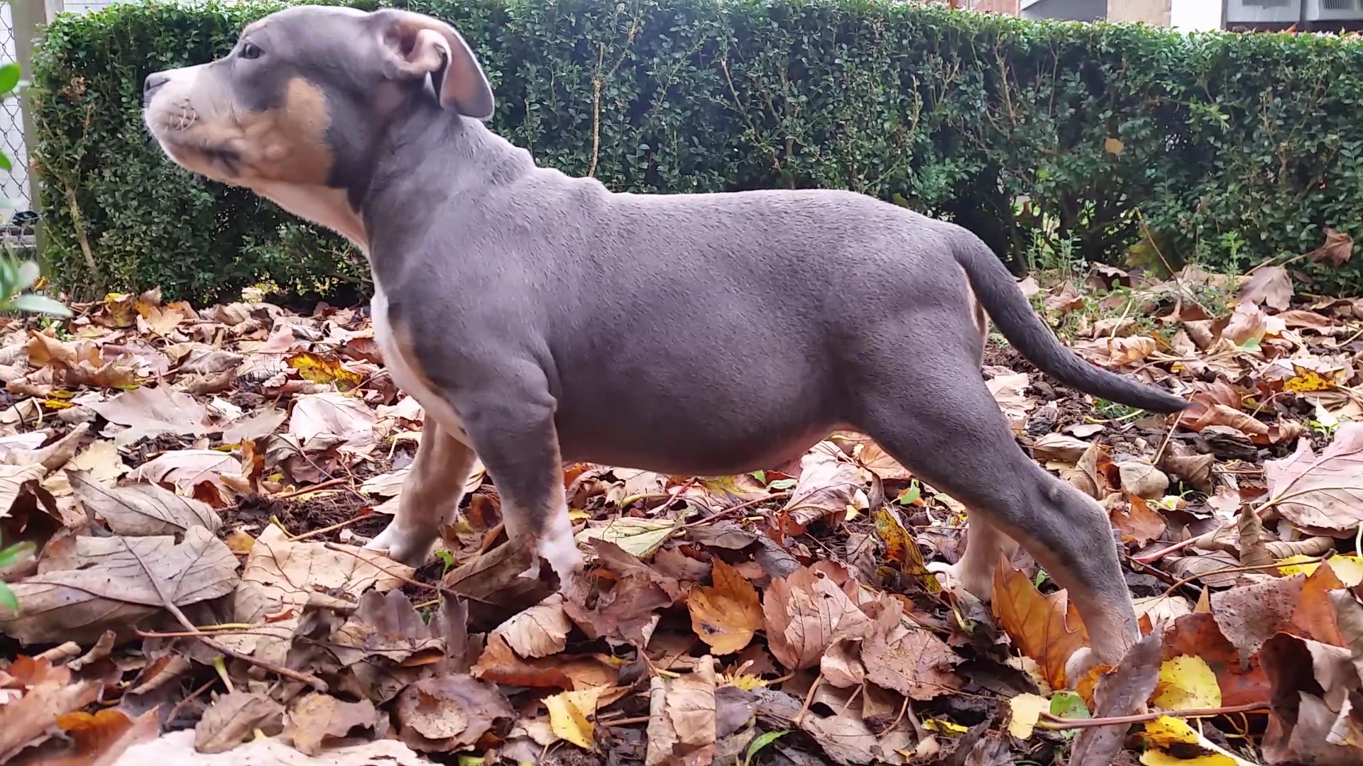 American Bully Lionheart Bloodline