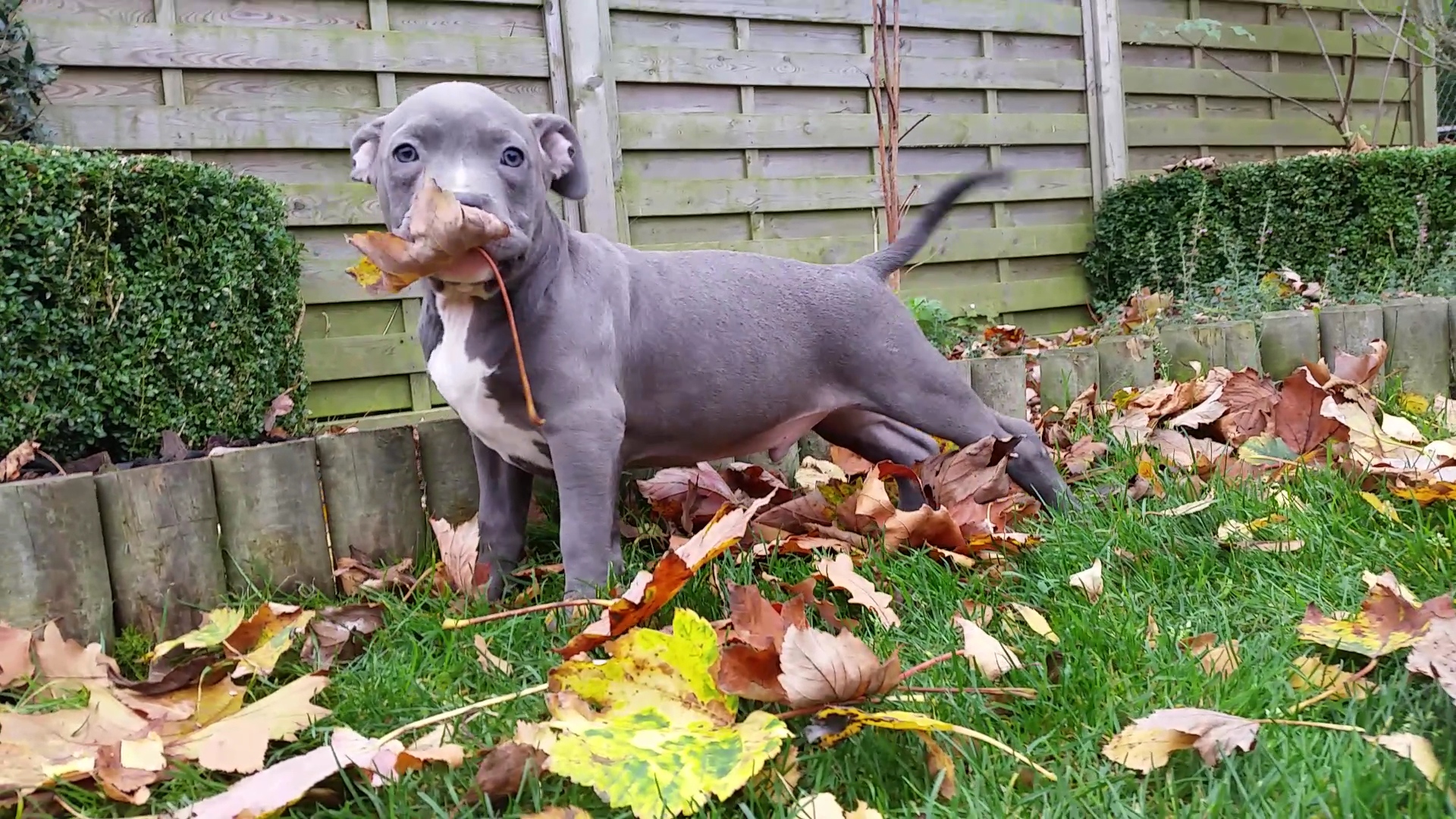 American Bully Lionheart Bloodline