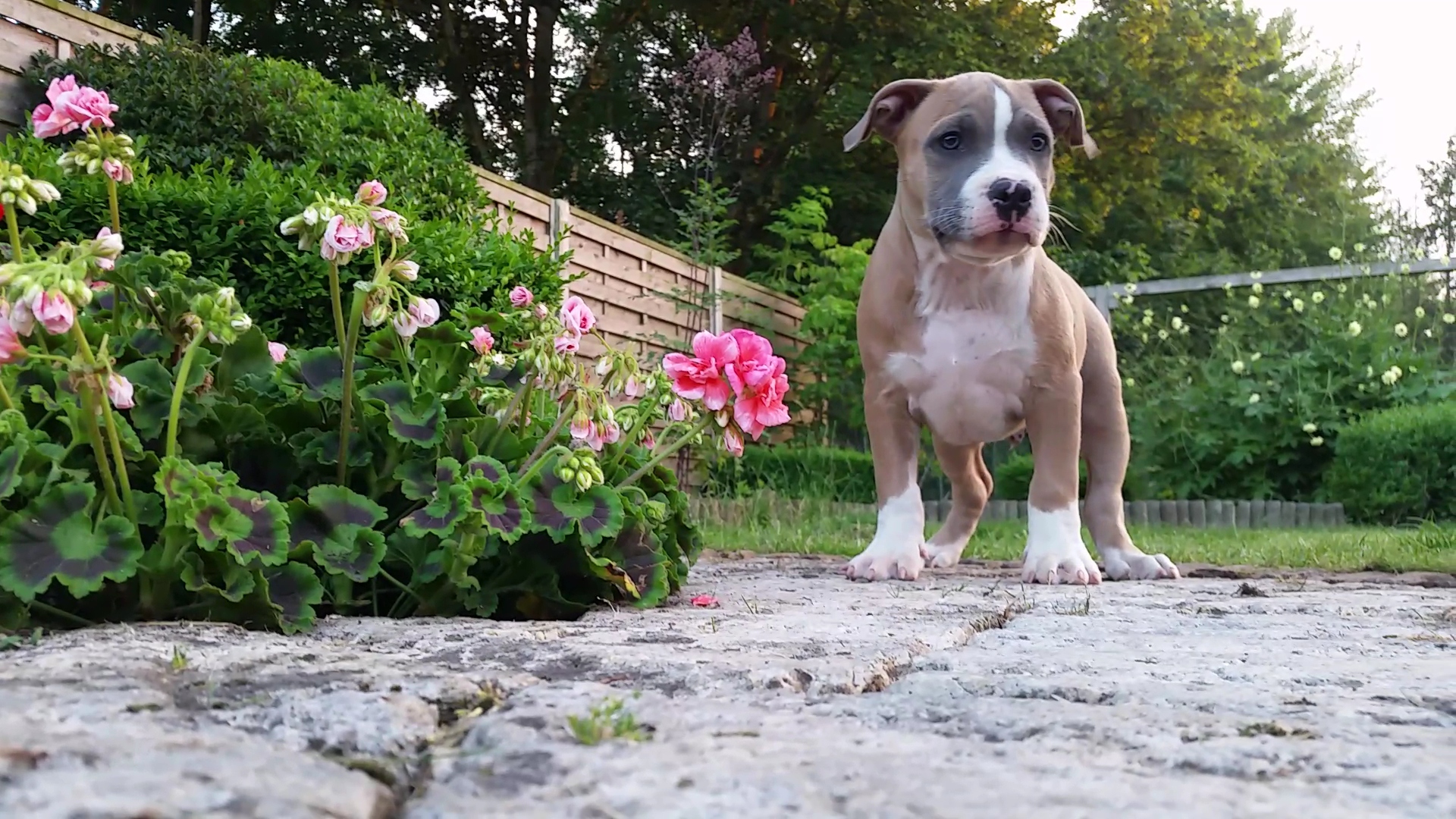 American Bully Lionheart Bloodline