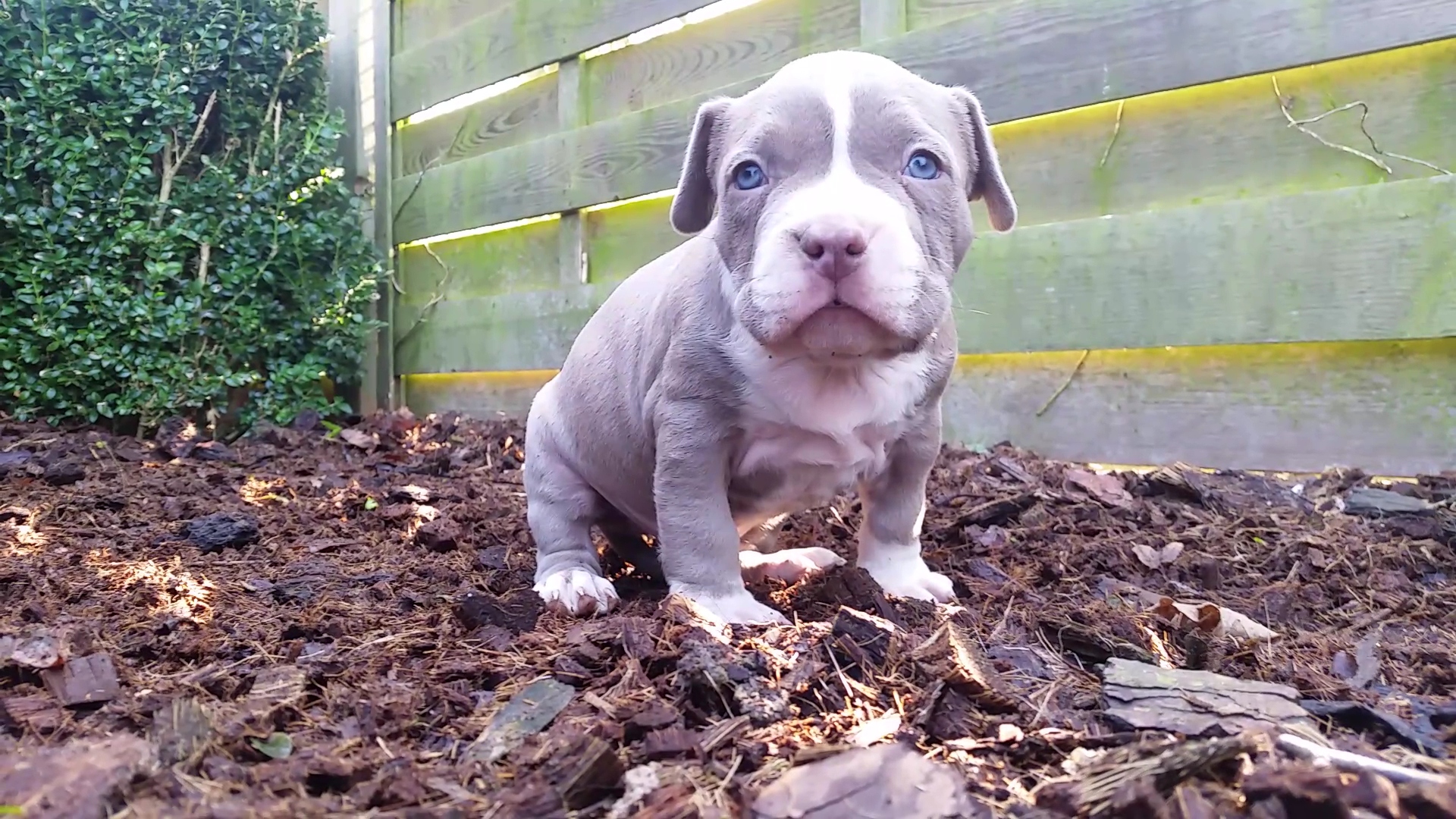 American Bully Kennel The Falcon - Lionheart Bloodline