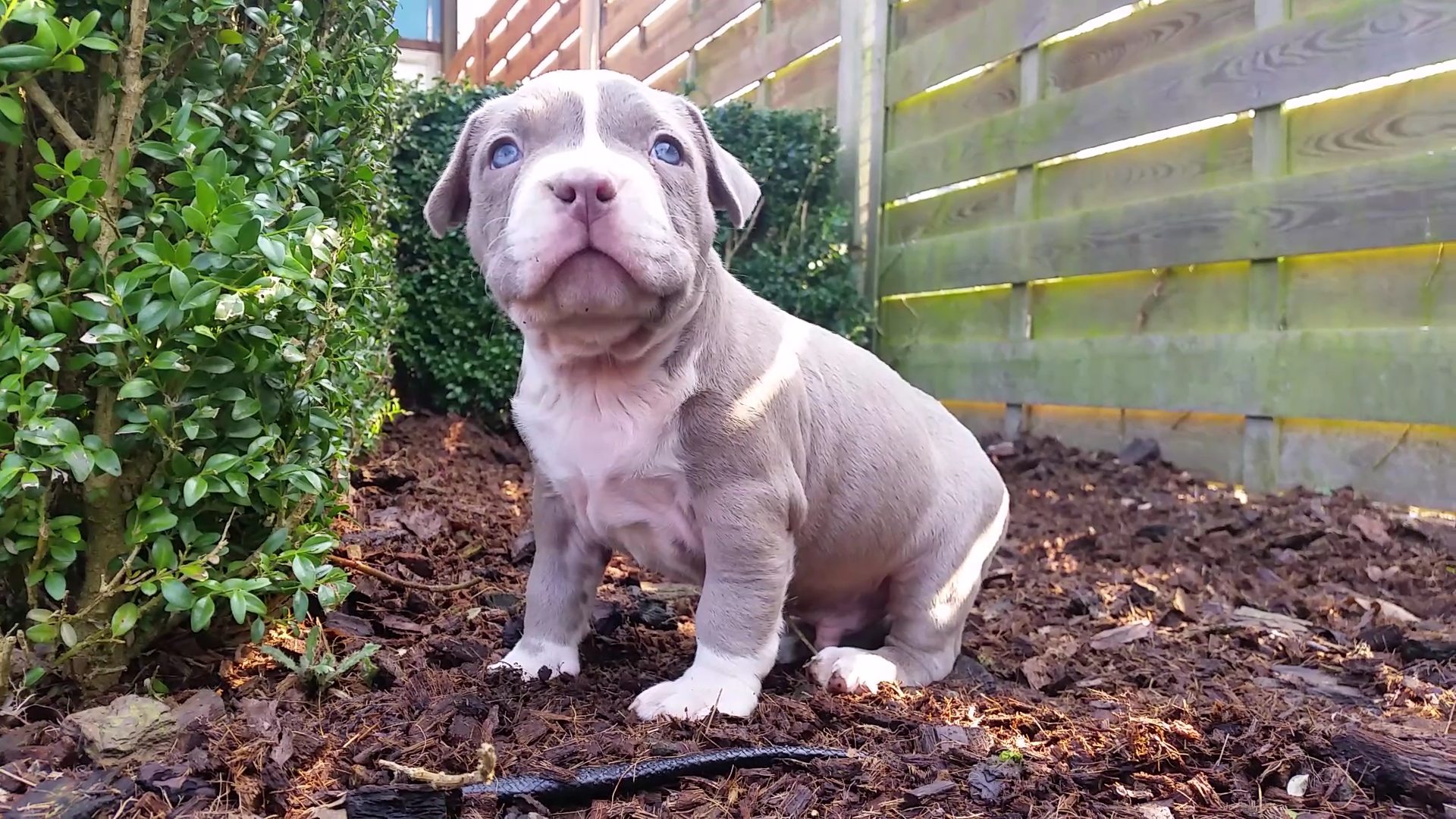 American Bully Kennel The Falcon - Lionheart Bloodline