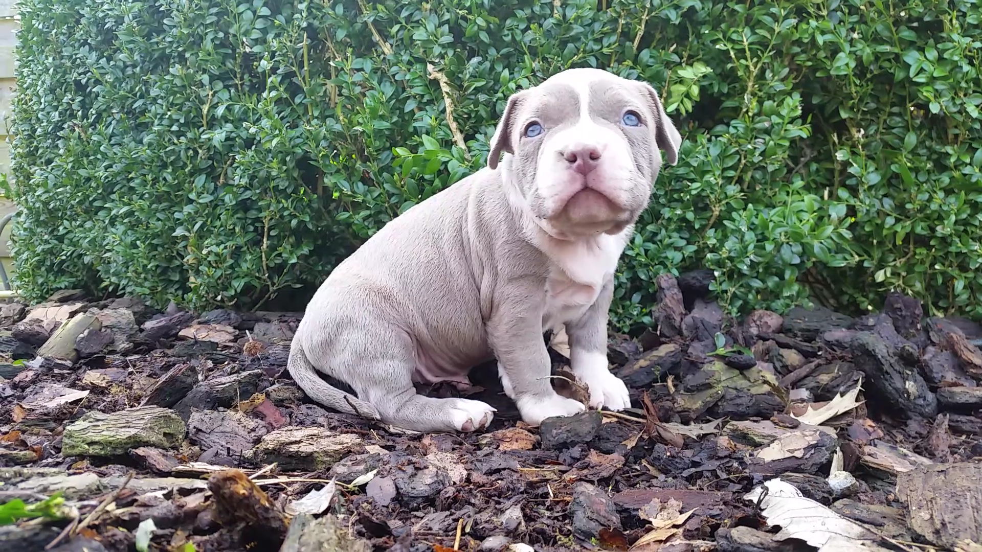 American Bully Kennel The Falcon - Lionheart Bloodline