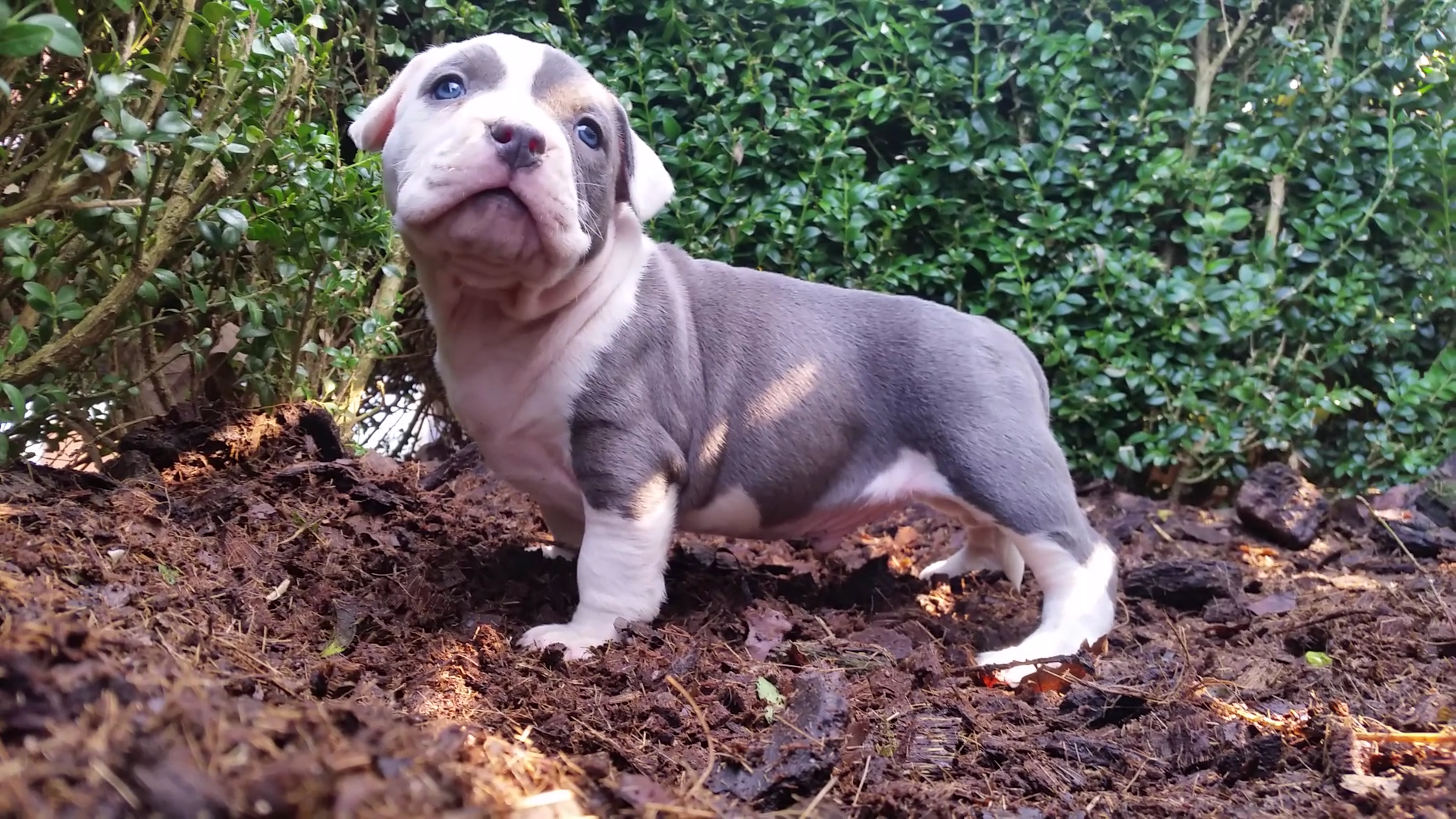 American Bully Kennel The Falcon - Lionheart Bloodline